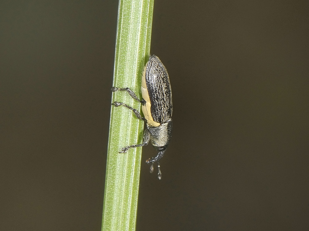 Limnobaris dolorosa (Curculionidae)